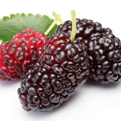 Is mulberry still green edible? Interesting facts about mulberry
