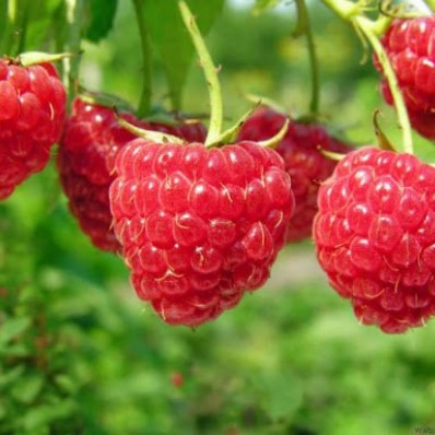 Useful information about raspberry that many people do not know