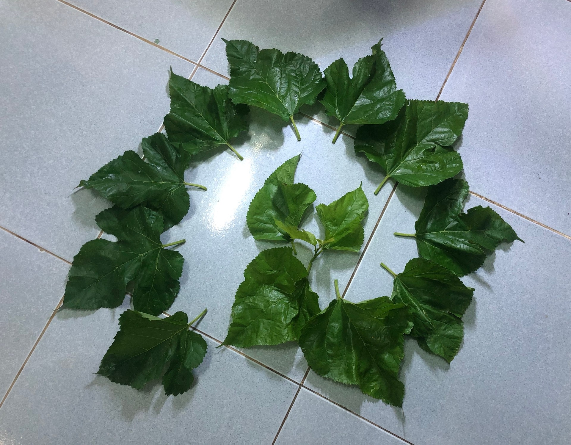 Lá Dâu Tằm tươi MOQ 1 tấn