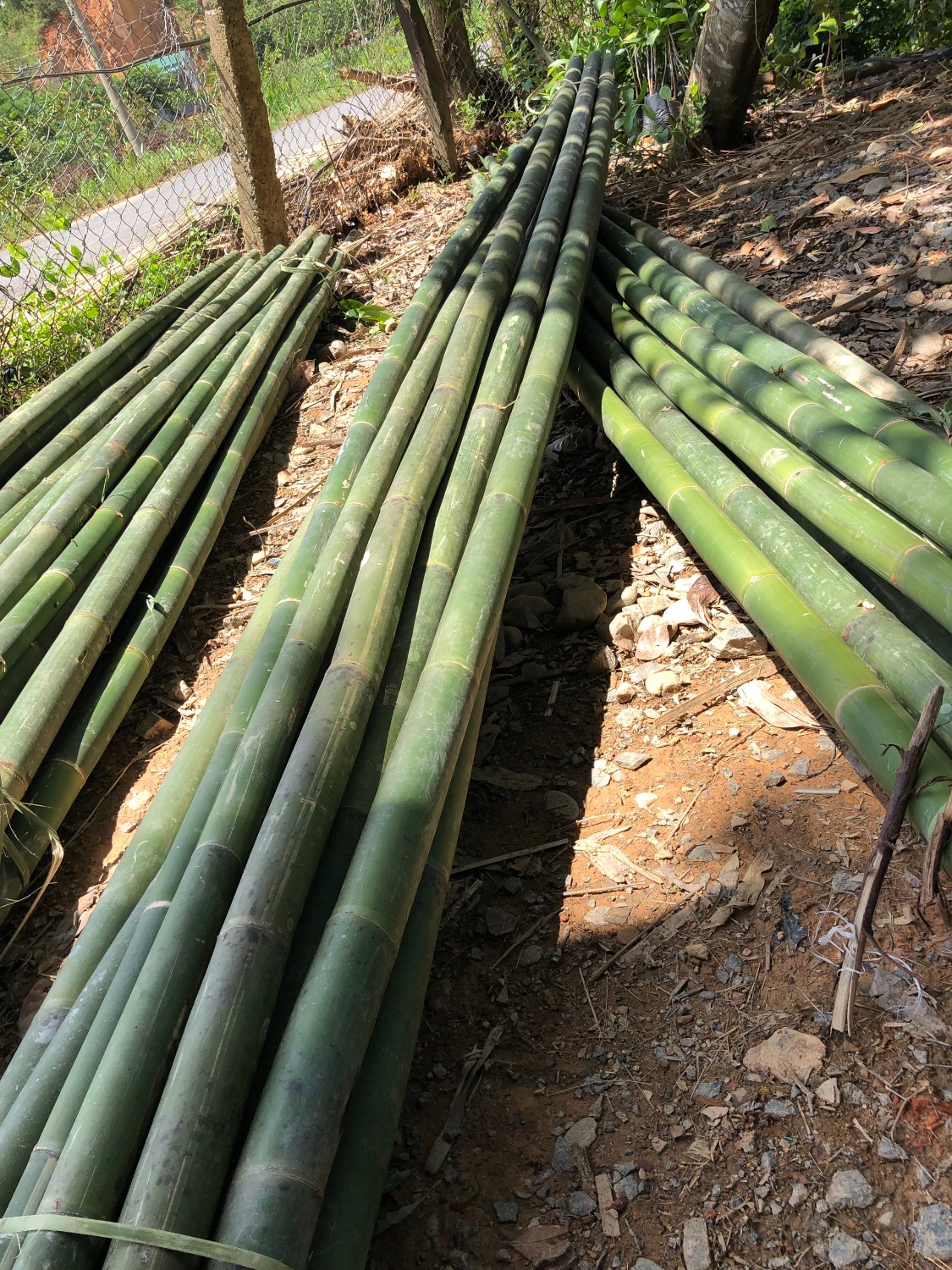 Cây tre Mum cột chống cây ăn trái 3.000 cây/xe