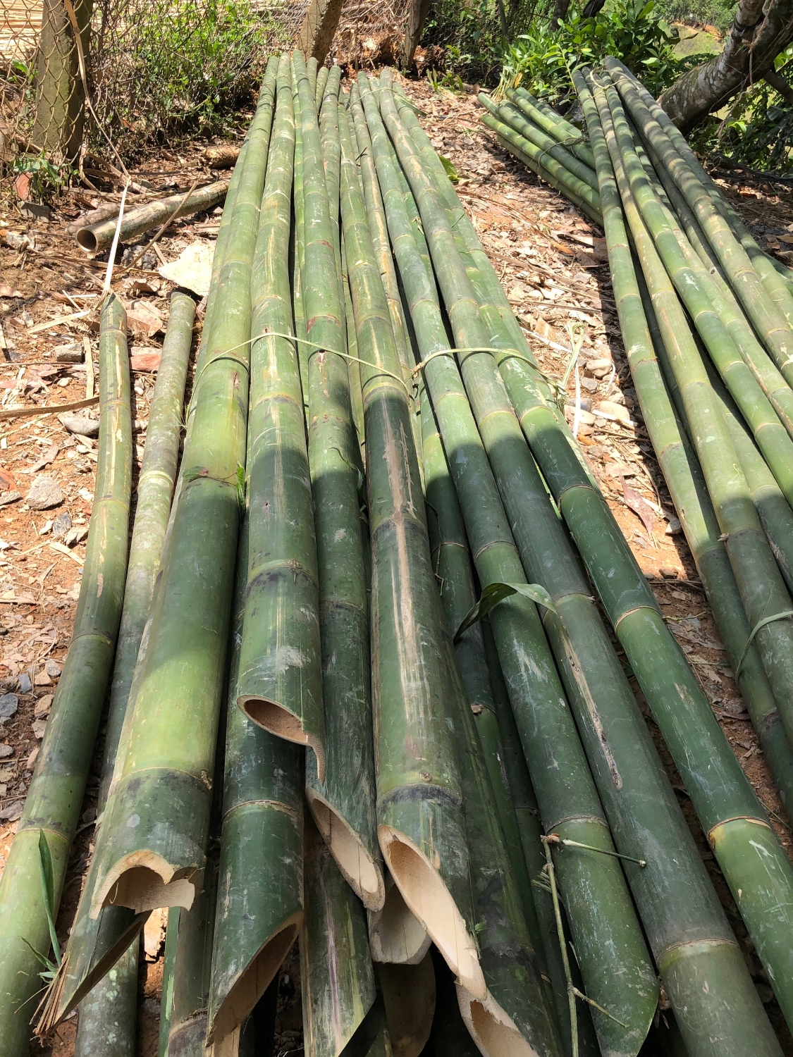 Cây tre Mum cột chống cây ăn trái 3.000 cây/xe