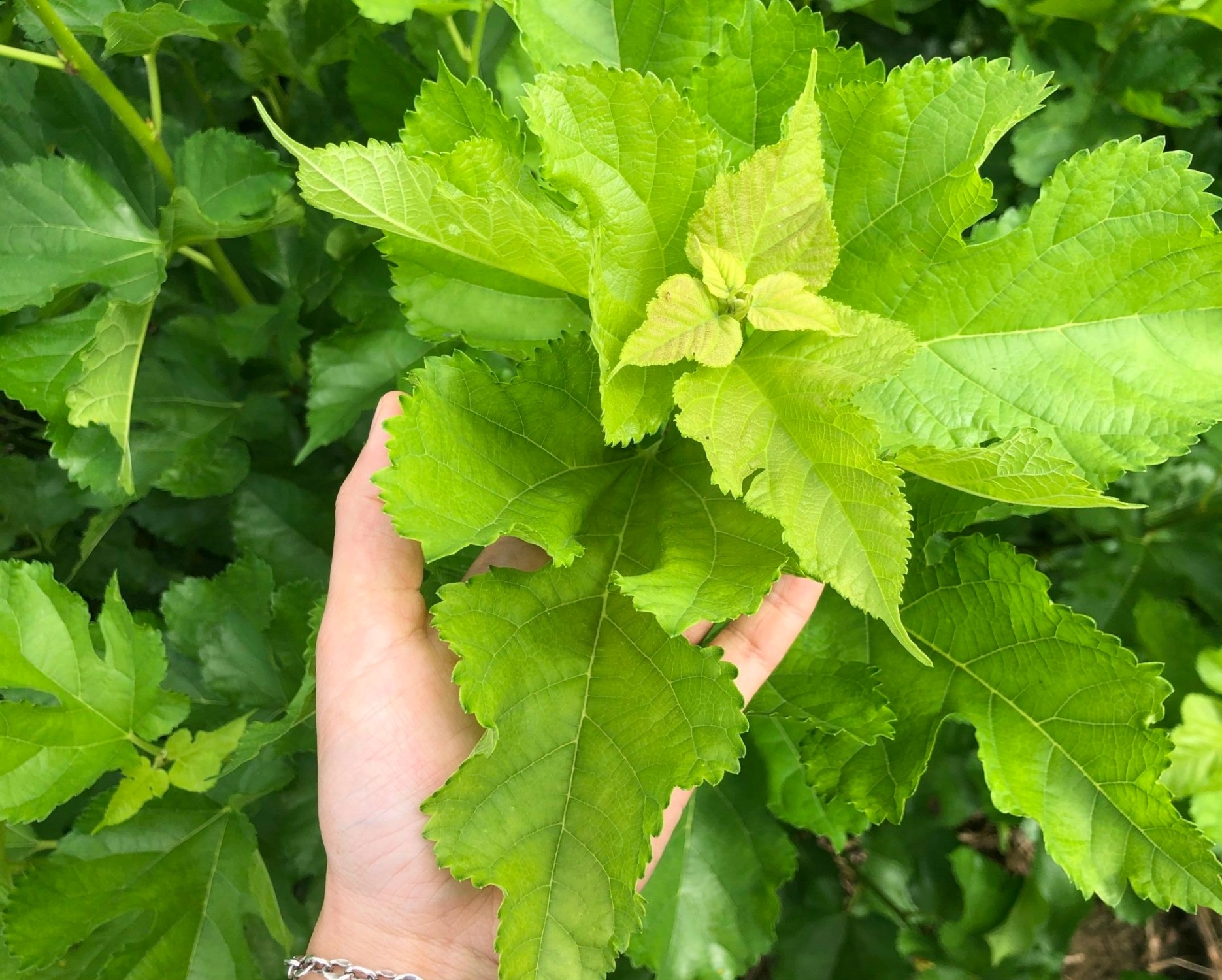 Lá Dâu Tằm tươi MOQ 1 tấn