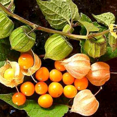 Khám phá về cây Tầm Bóp Nam Mỹ - Golden Berry