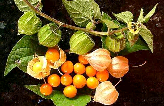 Những tác dụng chữa bệnh của cây tầm bóp Những tác dụng chữa bệnh của cây tầm bóp