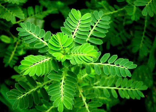 Lá Diệp Hạ Châu tươi