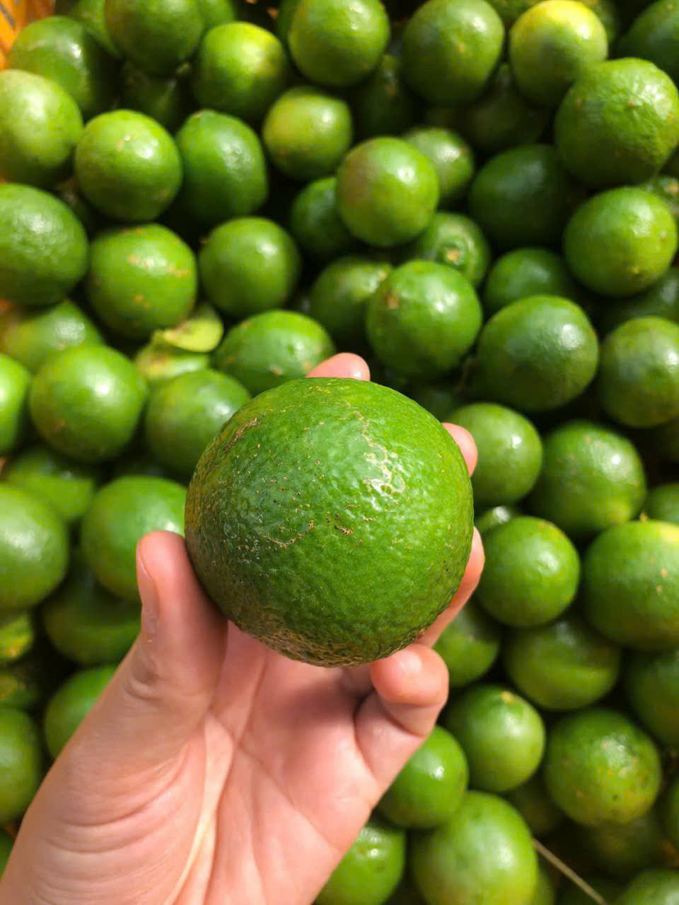 Ép Chanh xanh (lime) 10kg