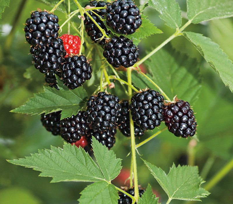 Mâm xôi đen - Phúc bồn tử đen - Blackberries - 1 kg